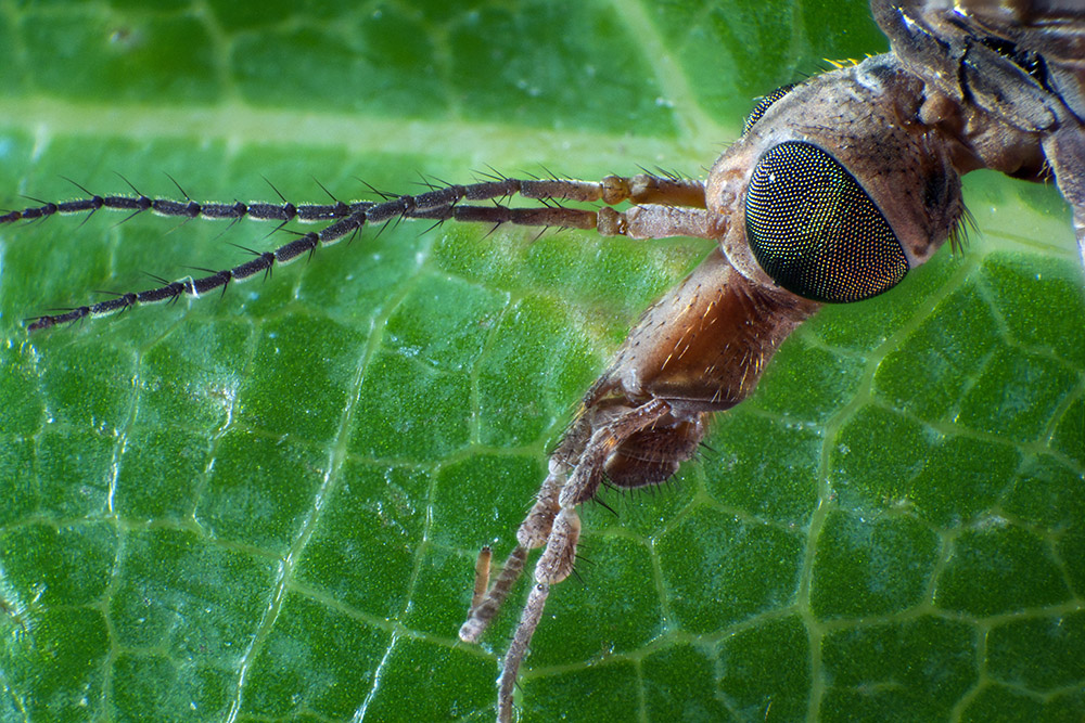 Tipulidae – Schnaken 27.jpg