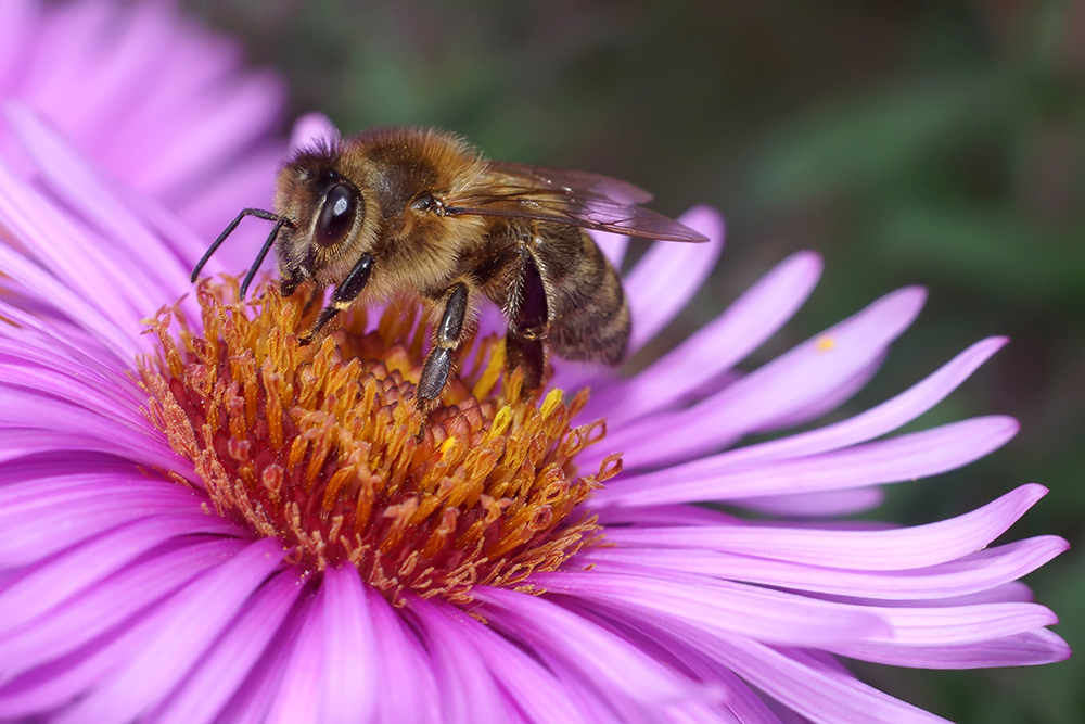 Biene auf Asterblume.JPG