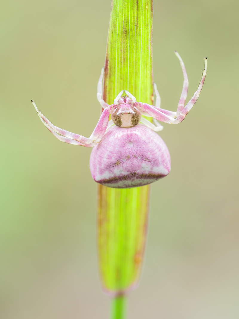 Thomisus onustus (1 von 1).jpg