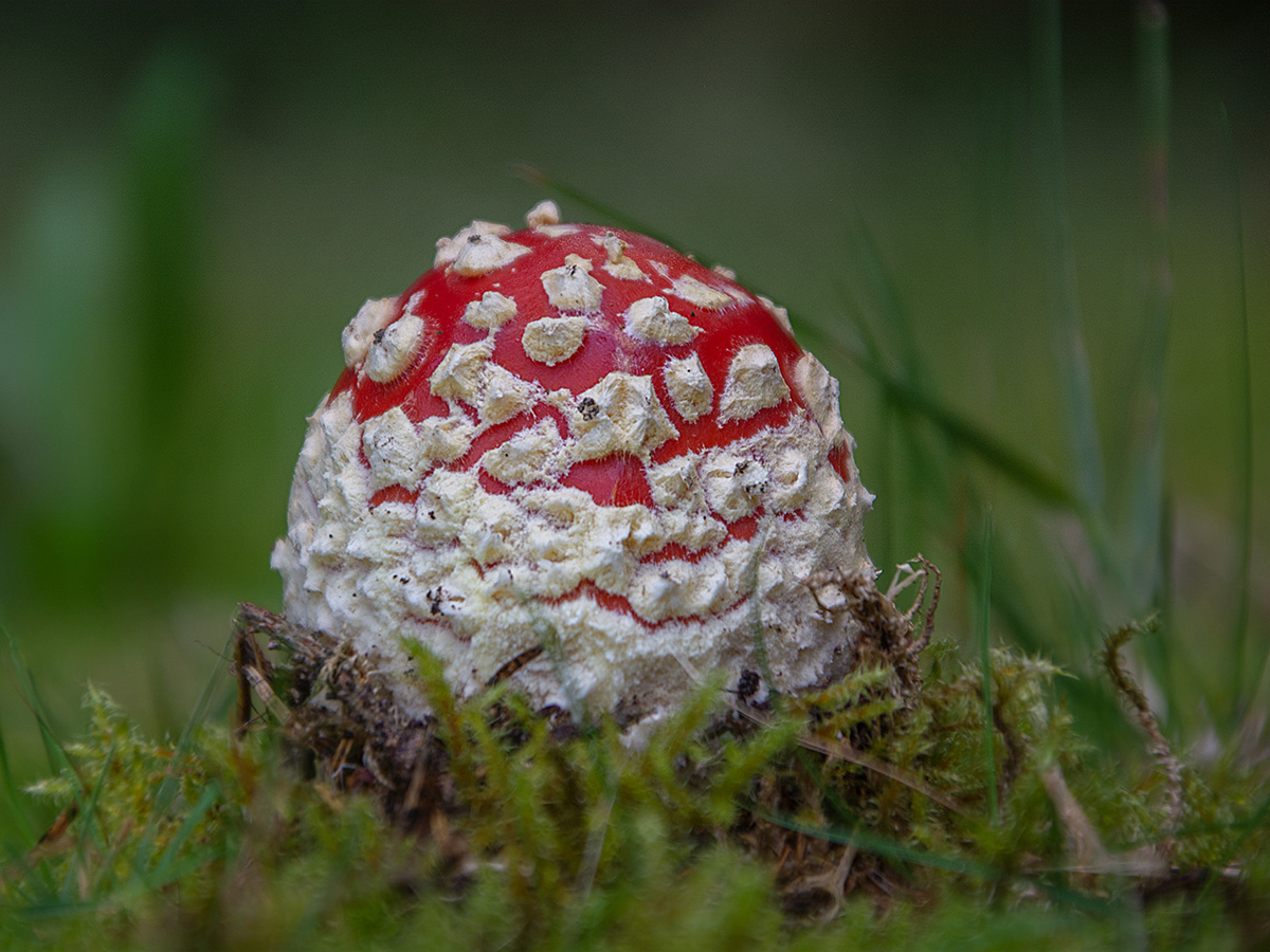 junger Fliegenpilz.jpg