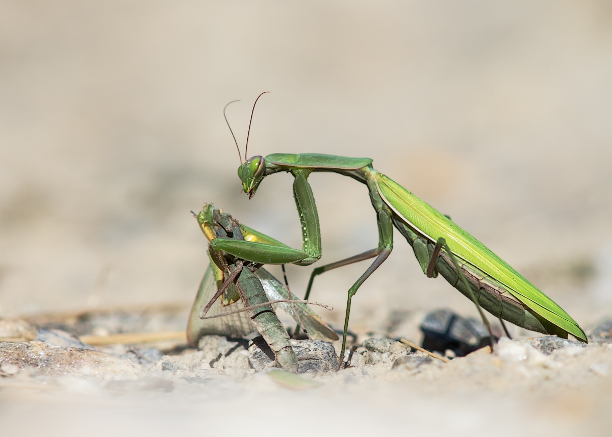 vinschgaumantis03 (1 von 1)-2.JPG