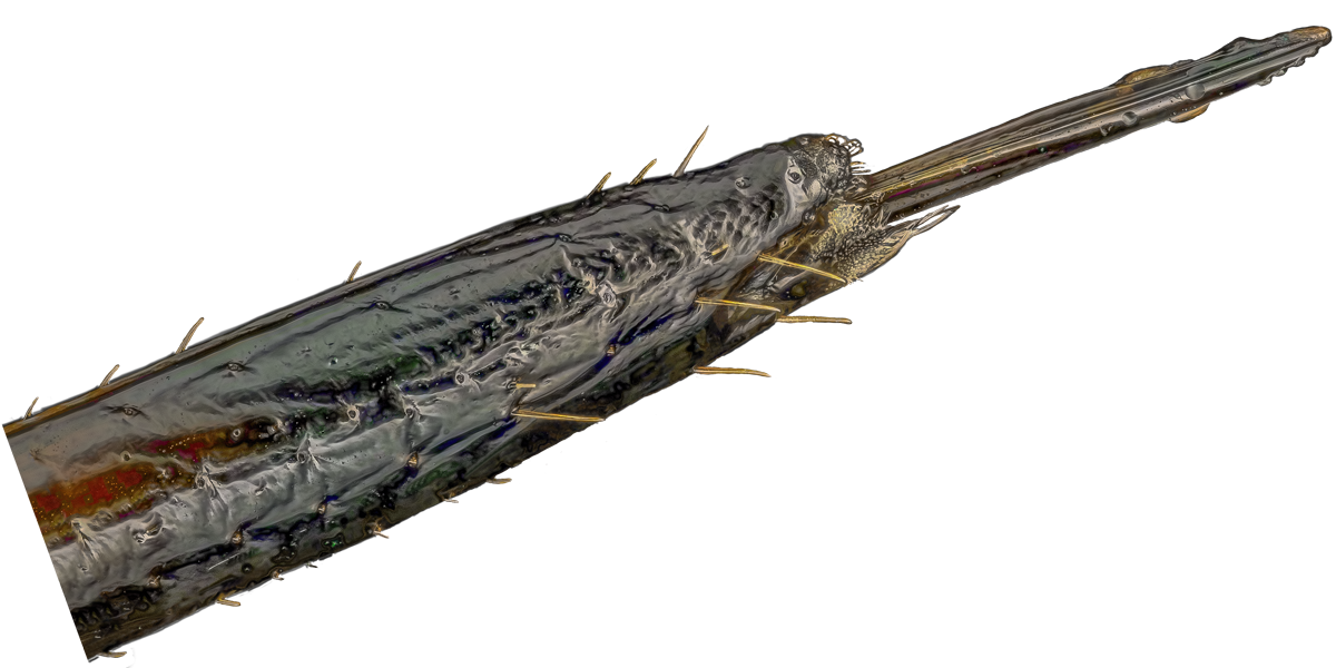 M20_trunk.png