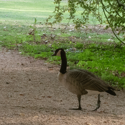 20181009_187-400.gif