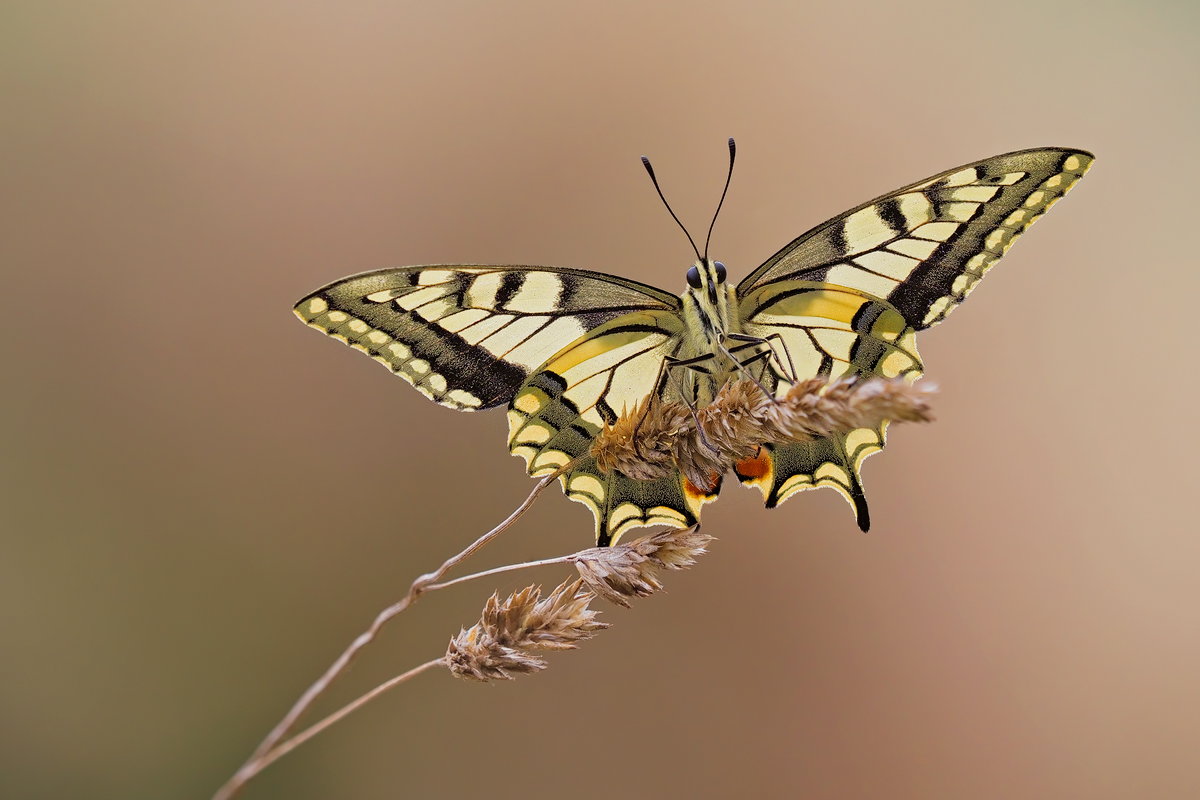 Papilio-machaon-oog42830_2---Kopie.jpg
