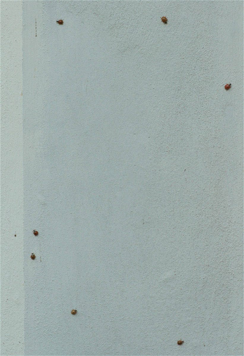 marienwand01makro.jpg
