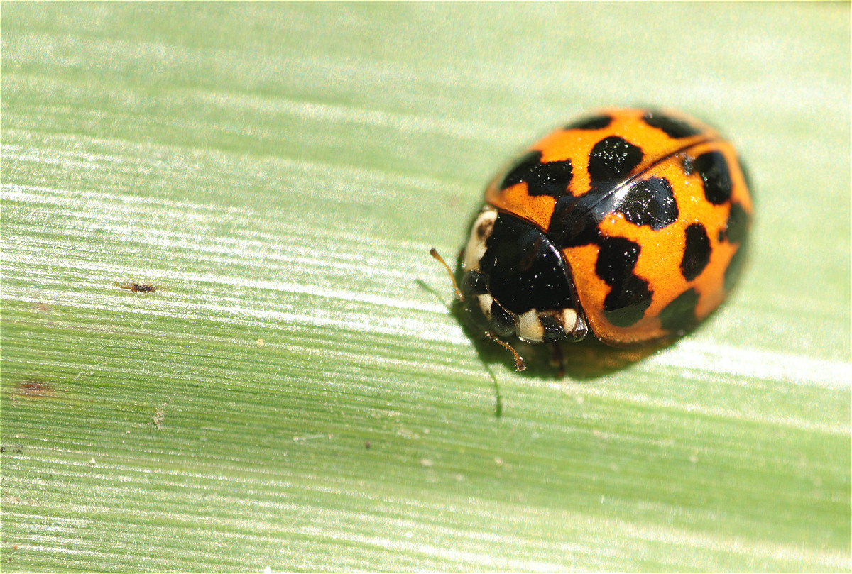 Harmonia axyridis06makro.jpg