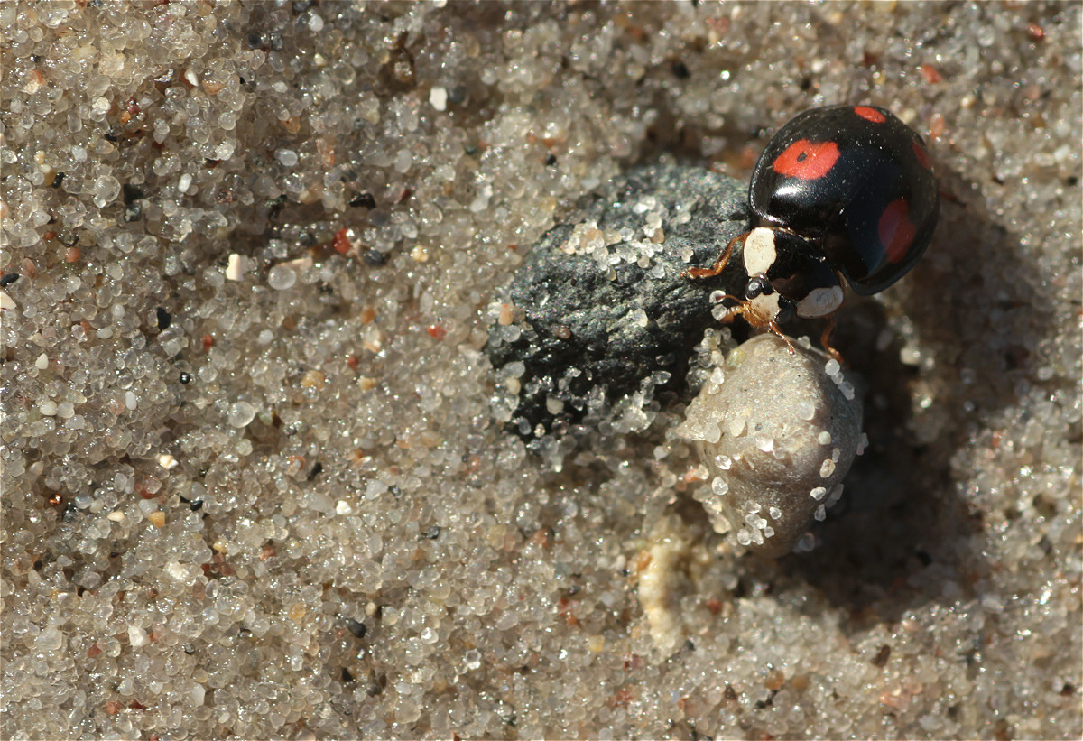 harmonia axyridis01makro.jpg