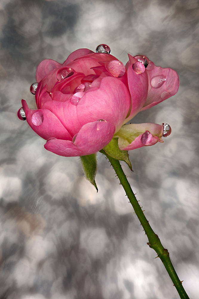 Rose nach dem Regen.jpg