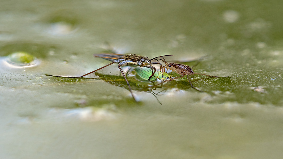 compWasserläufer31.7.2018FägswilStackDSC_4355-4359Pano16zu9-87%.jpg