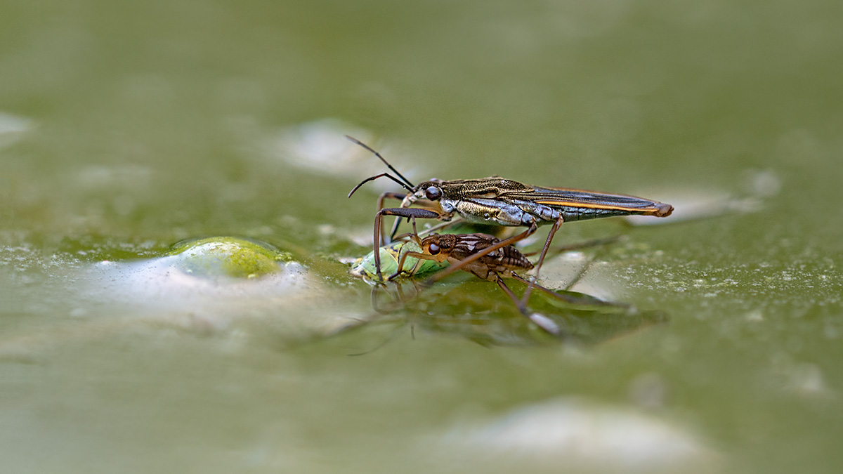 compWasserläufer31.7.2018FägswilStackDSC_4403,4405,4406Pano16zu9-87%.jpg