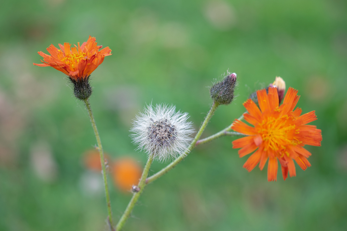 PA170402-1 - orangerotes Habichtskraut Samenstand.jpg