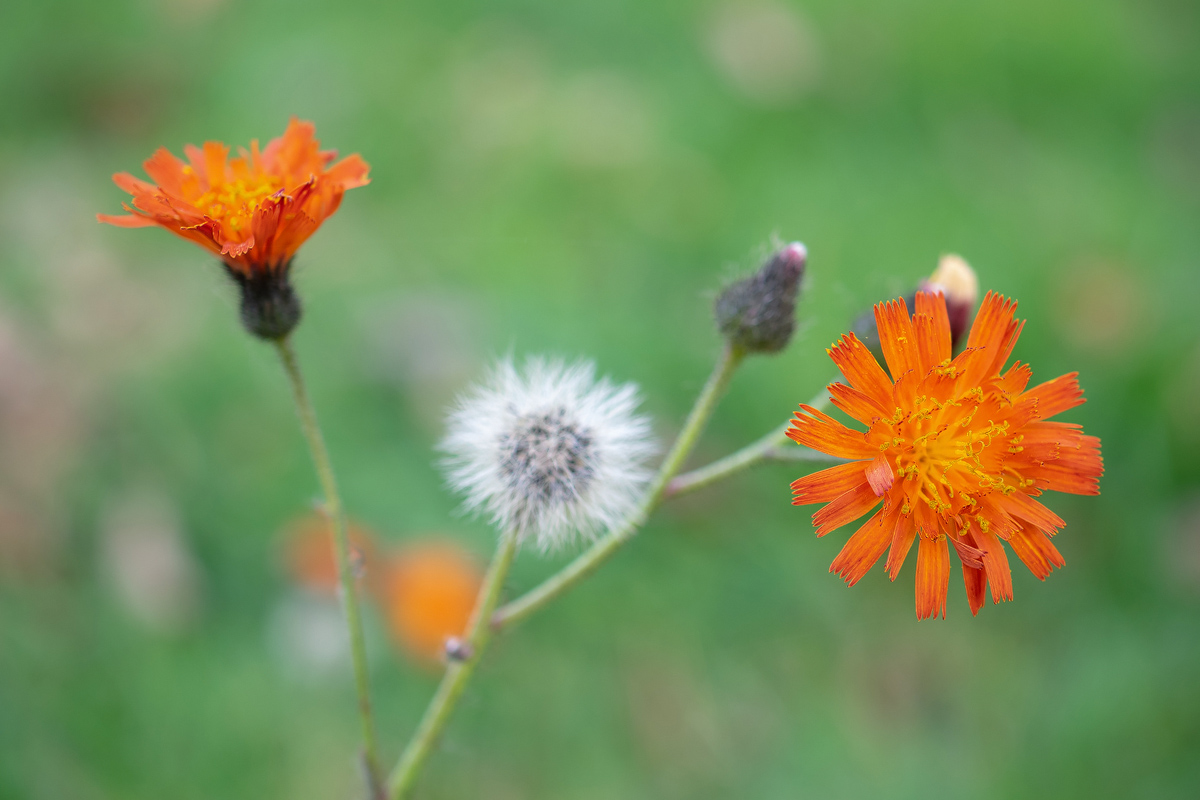 PA170411-1 - orangerotes Habichtskraut Blüte.jpg