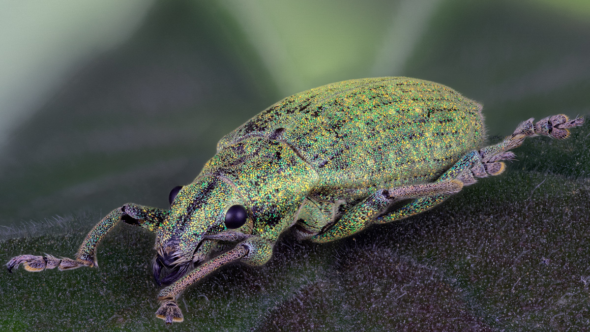 M16_green_weevil.jpg