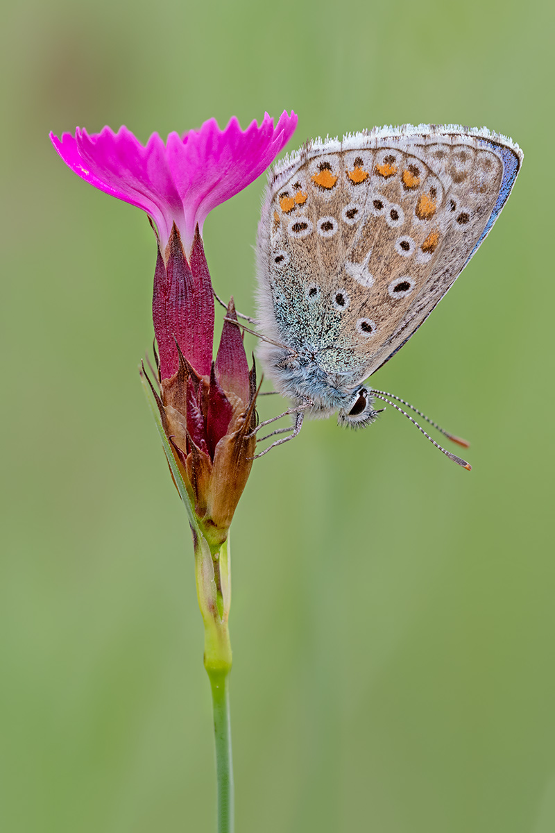 compBläuling-m.Nelke19.5.2018WeiachStackDSC_9560-9562.jpg