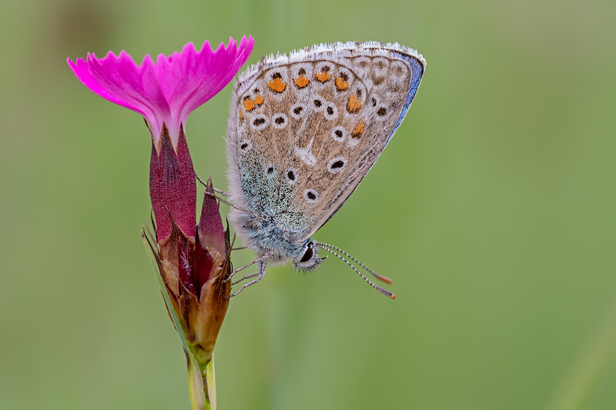 compBläuling-m.Nelke19.5.2018WeiachStackDSC_9548,9553.jpg