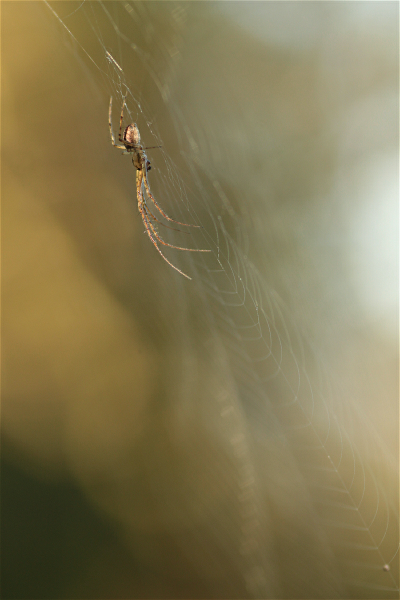 metellina segmentata01makro.jpg