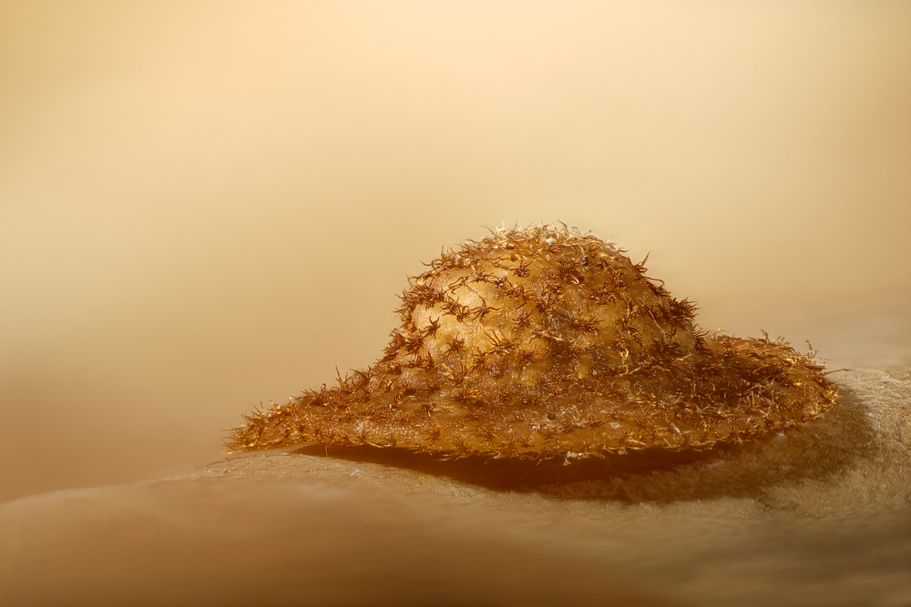 Gallen der Eichenlinsengallwespe (Neuroterus quercusbaccarum)1 - Kopie.jpg