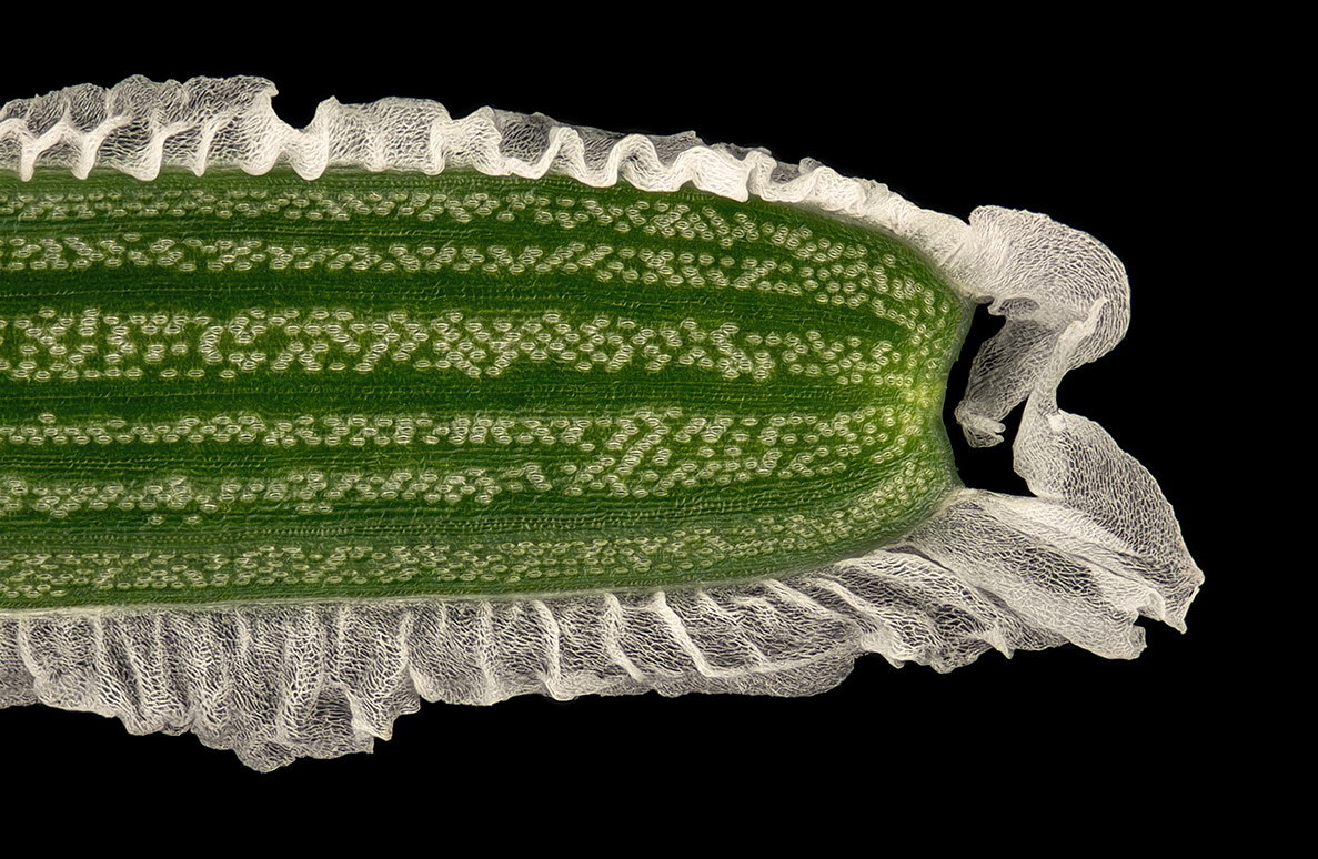 04609_11_Klein.JPG