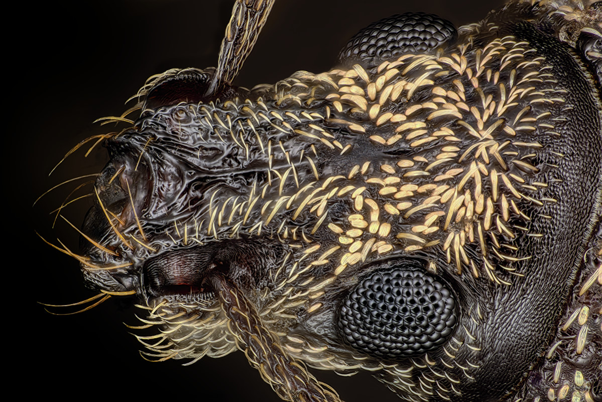 04612_D810_Mitutoyo20_20zu1_Otiorhynchus_0p0015.JPG