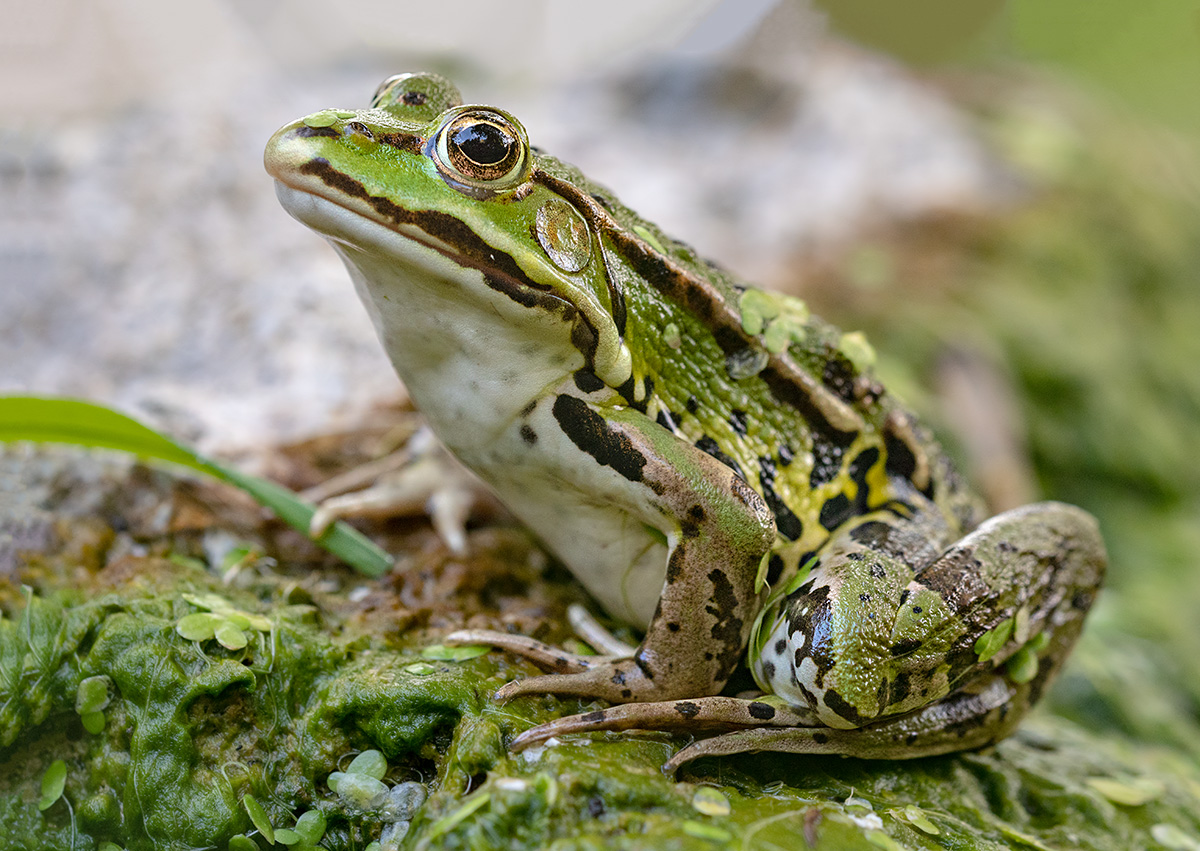 compTeichfrosch31.7.2018FägswilDSC_4453bearb.jpg