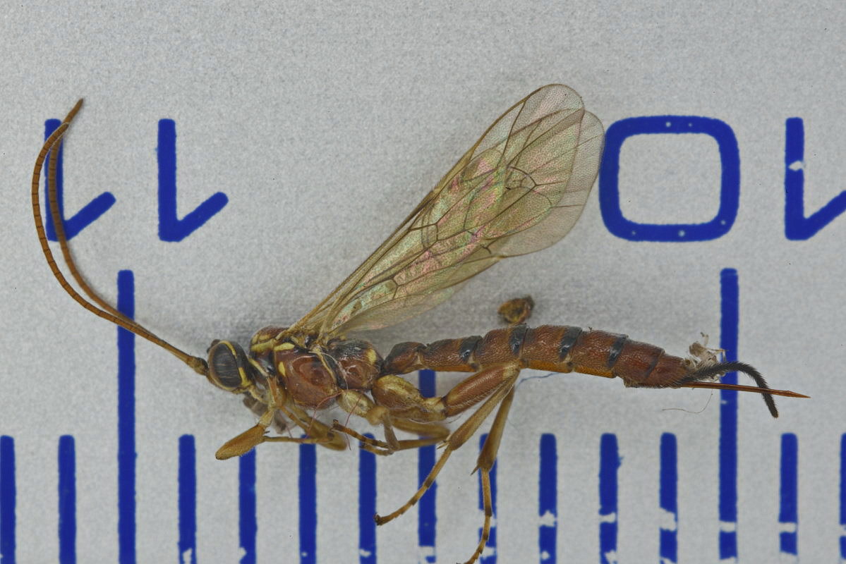 Ichneumon_ganz.JPG