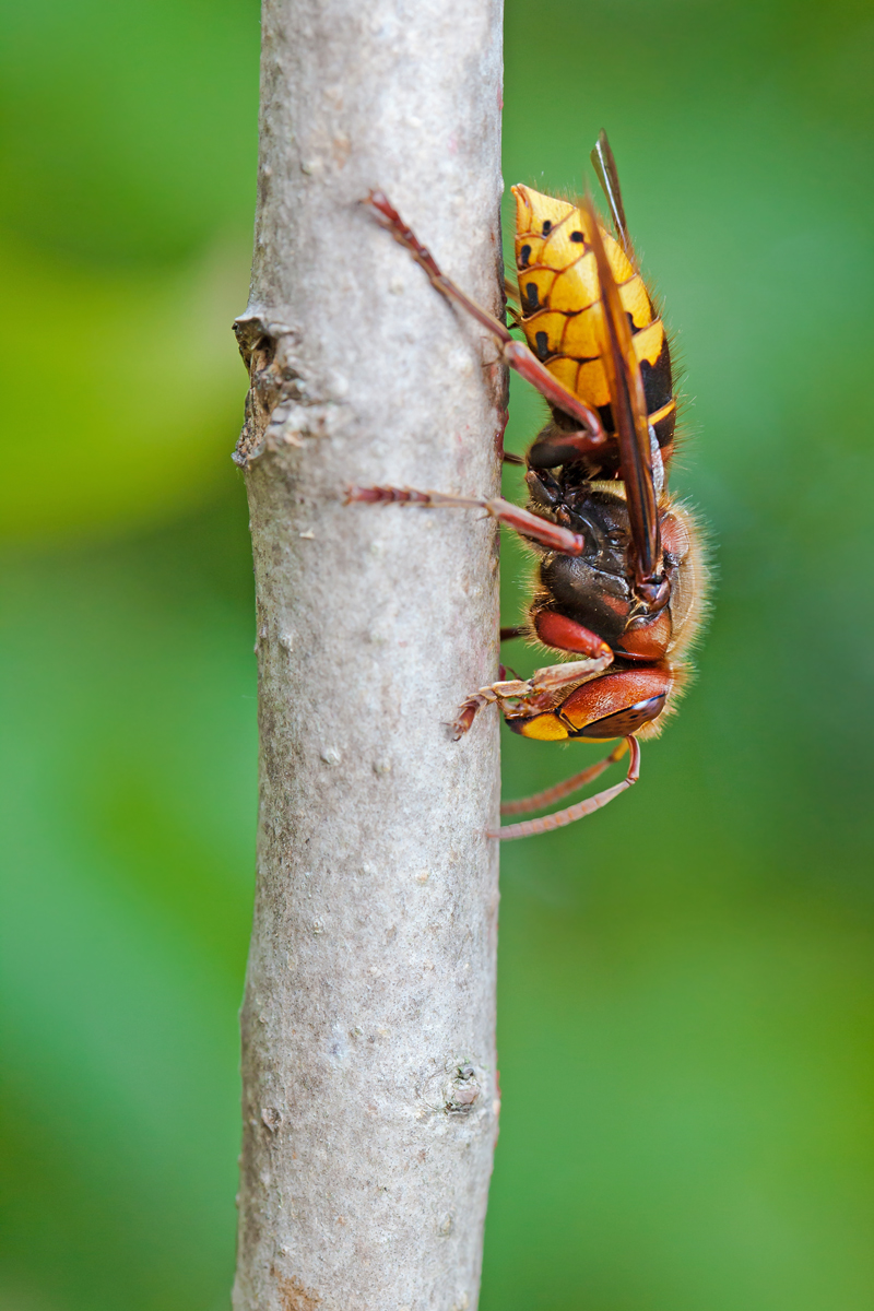20180927-IMG_1022cNX.jpg