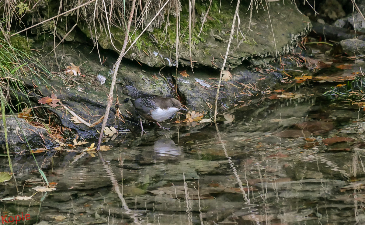 Wasseramsel-Erich.jpg