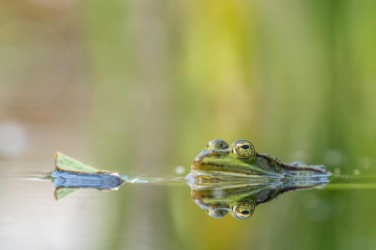 Grünfrosch (1 von 1).jpg