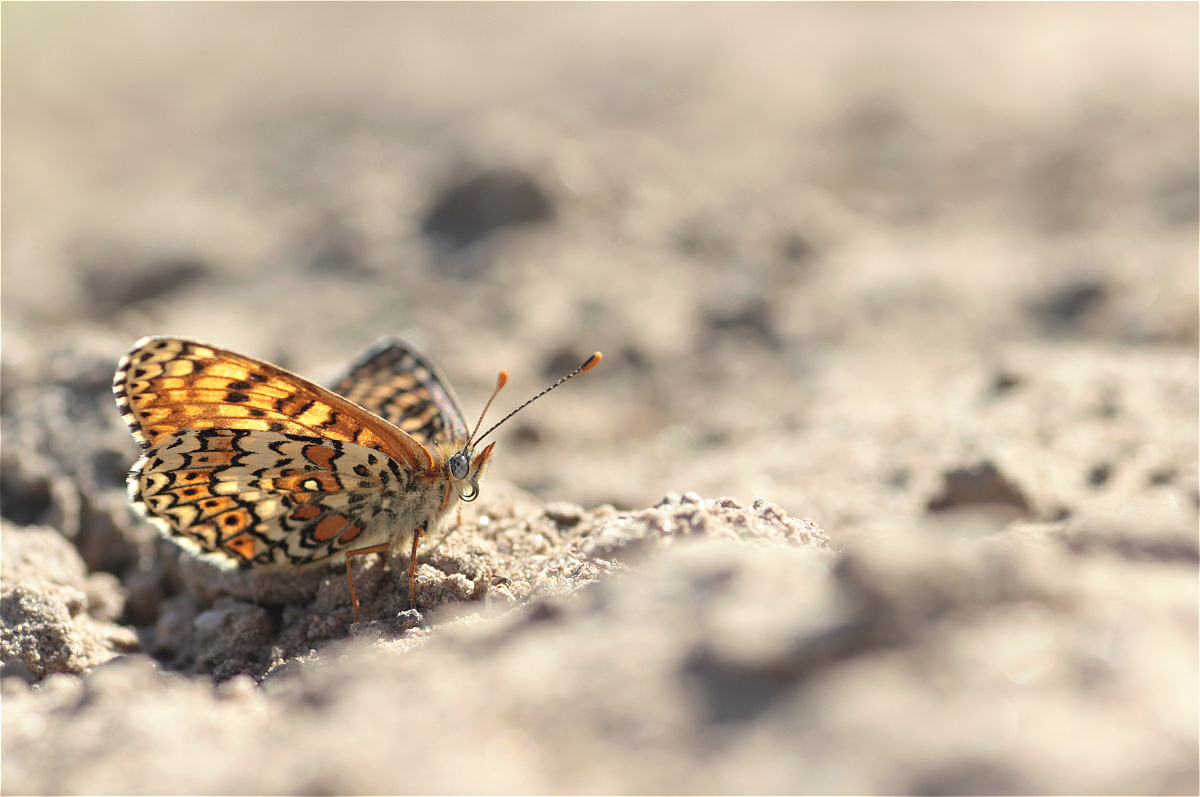 Melitaea cinxia 4994x3318makro.jpg