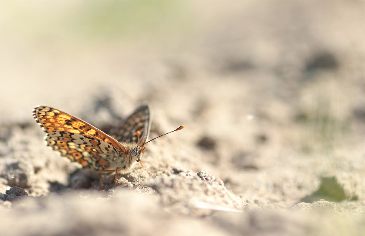 Melitaea cinxia 4998x3241makro.jpg