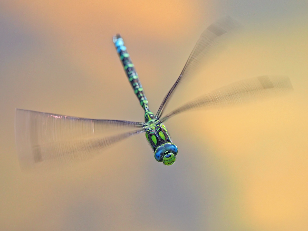 Aeshna-cyanea-OOG86297---Kopie.jpg