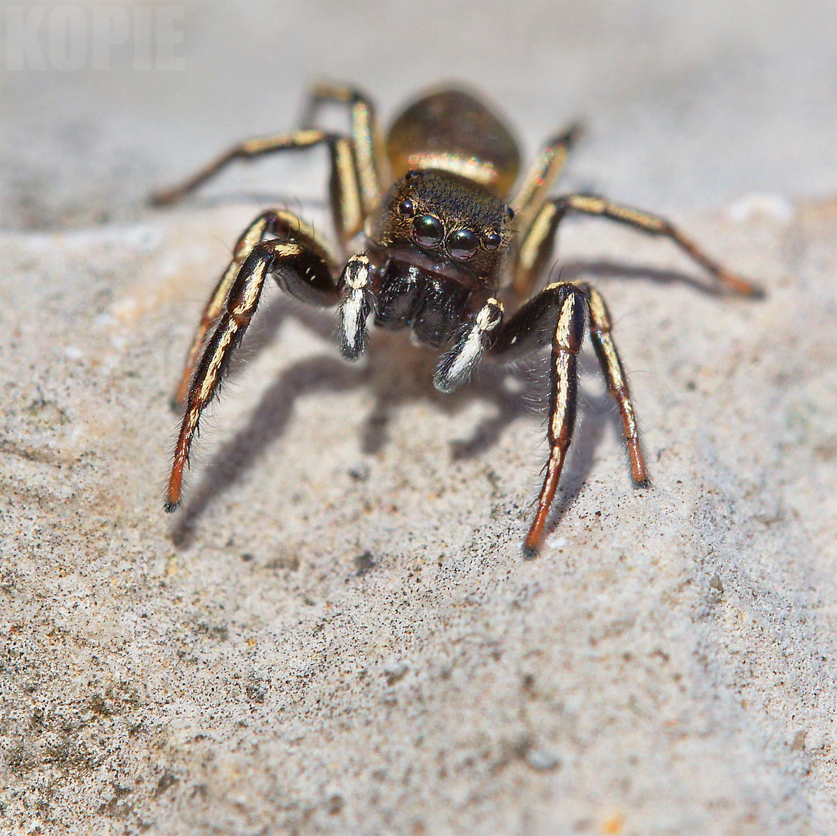 springspinne flattermann.jpg