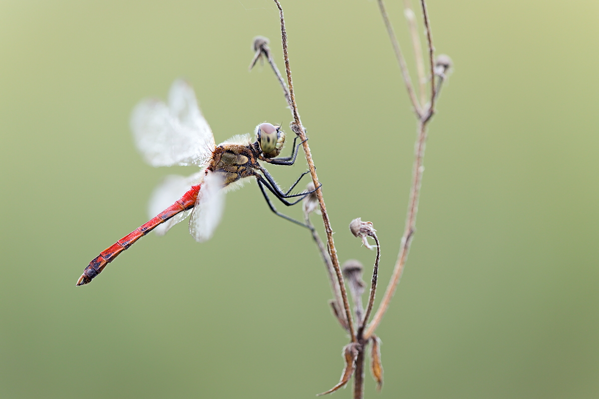 Sumpf Heidelibelle.JPG