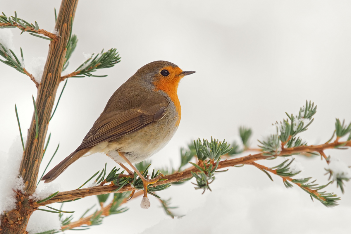 Erithacus-rubecula-OOG69527---Kopie.jpg