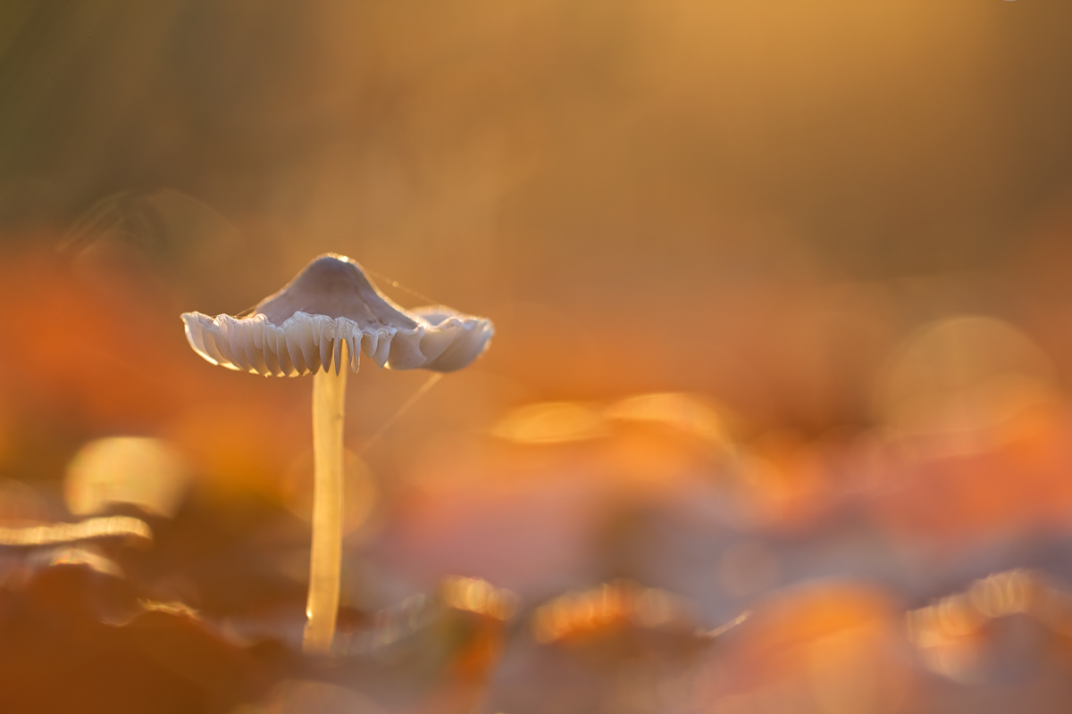IMG_3498_4.5_1.20_200_Pilz_Engen.jpg