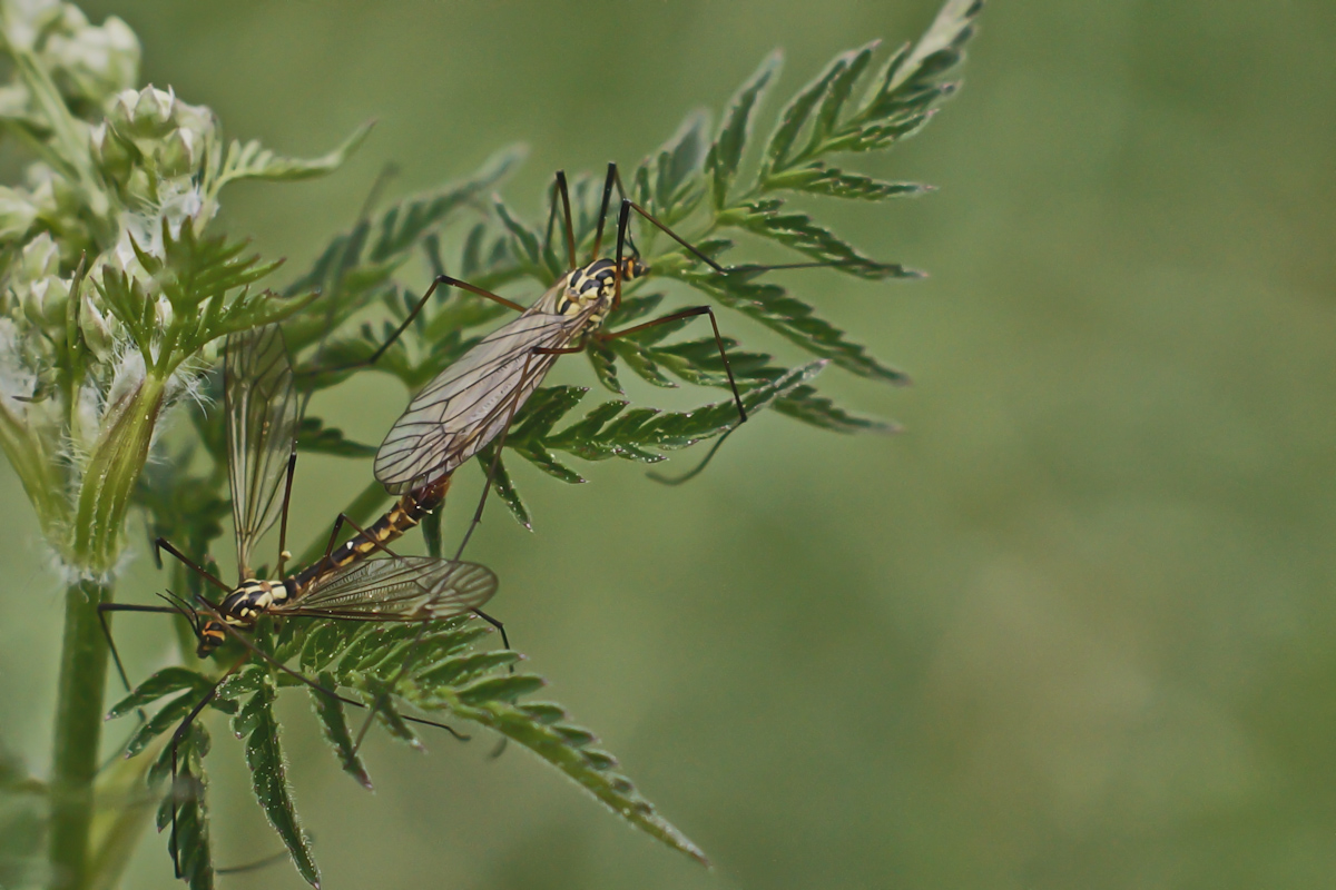 Nephrotoma flavescens.jpg