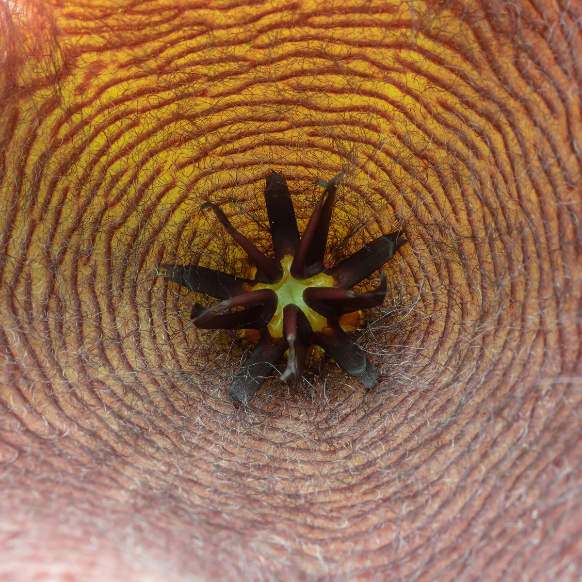 P5270140-1-Quadrat - Stapelia grandiflora.jpg