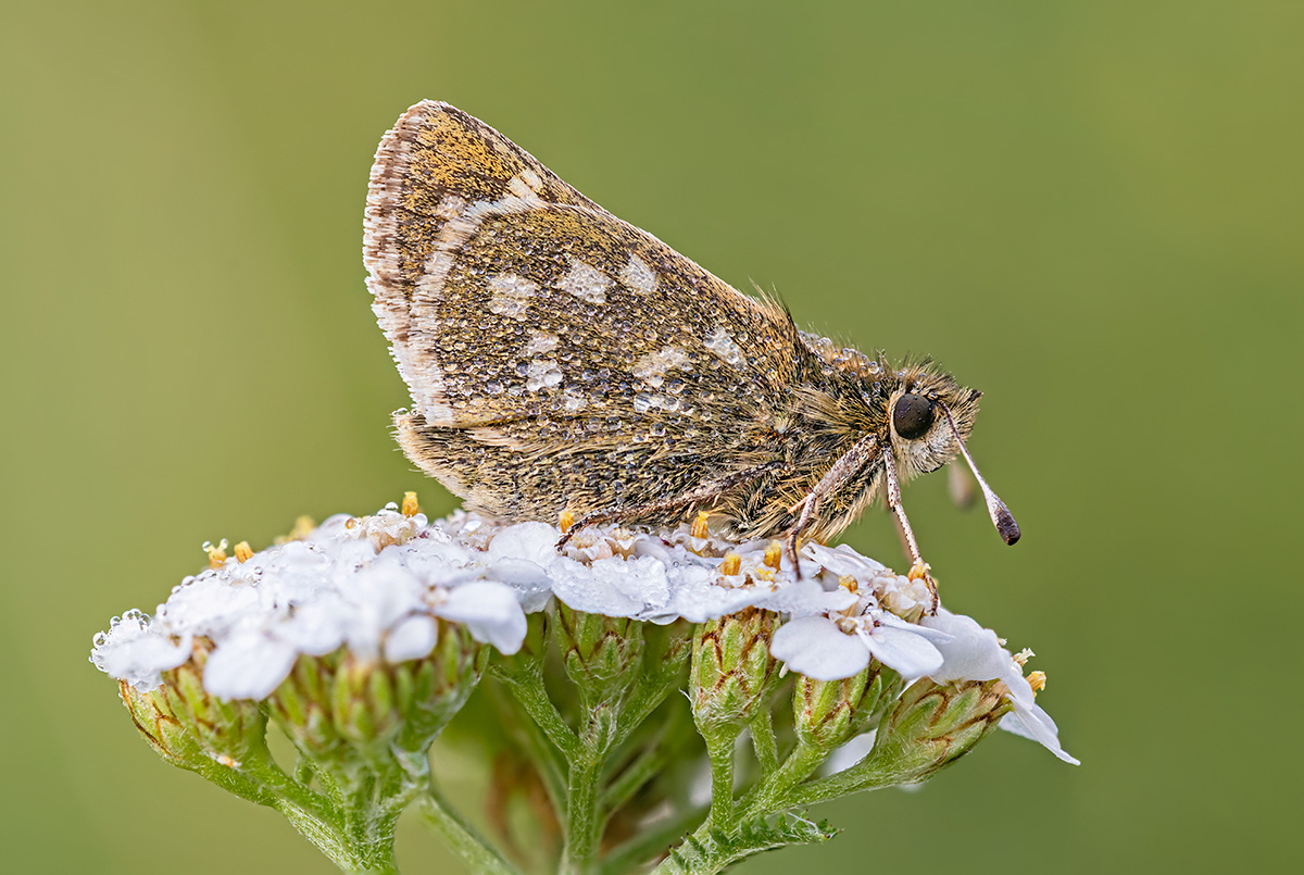 compDicki,gelbwürfeliger17.8.2018Susten,AlpHinterfeldStackDSC_5185-5193.jpg