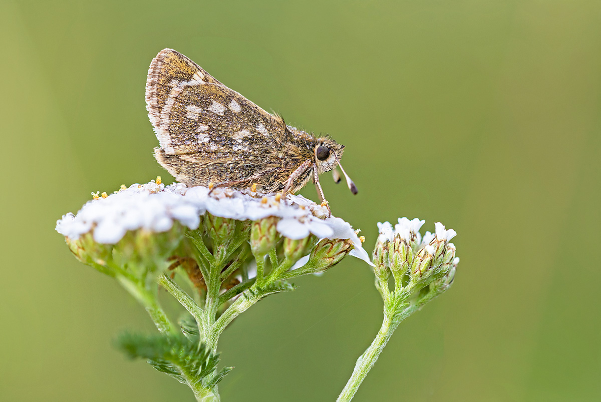 compDicki,gelbwürfeliger17.8.2018Susten,AlpHinterfeldStackDSC_5165-5172.jpg