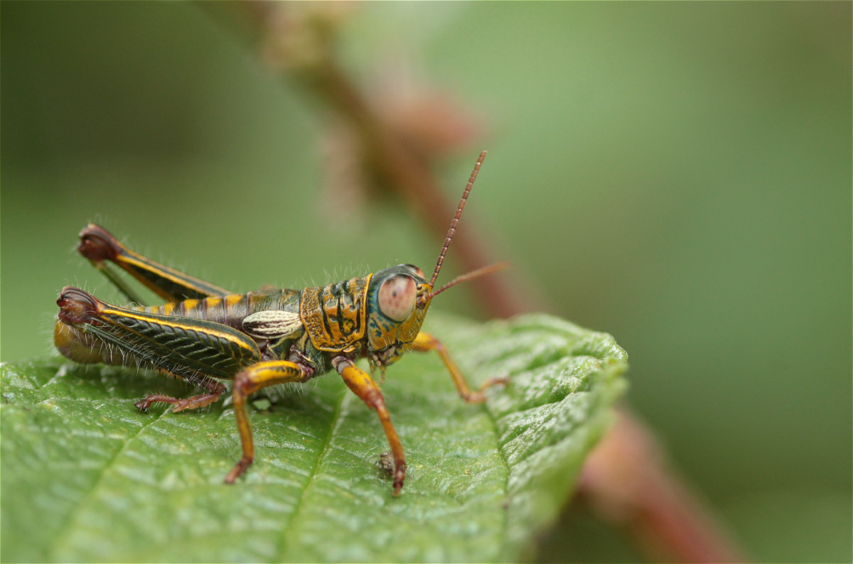 orthopteran01makro.jpg