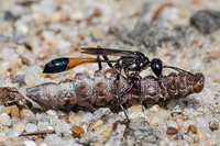 Beobachtungen zur Gemeinen Sandwespe (Ammophila sabulosa) und Maßnahme, ihren Lebensraum zu sichern