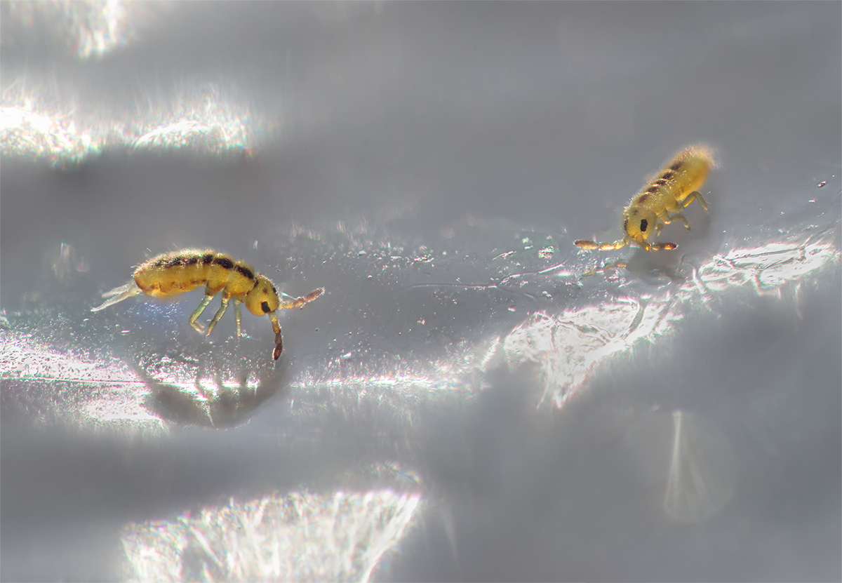 kl Springschwänze2.c.kl.mf.jpg