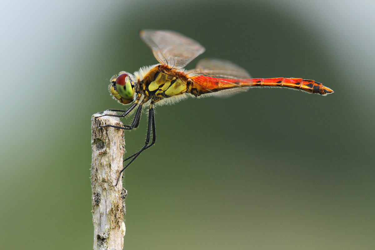 Sympetrum depressiusculum_m_IMG_7099_1200a.jpg