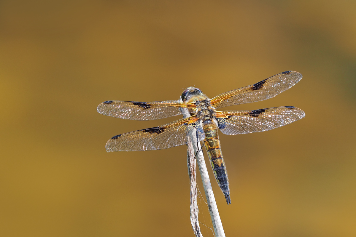 quadrimaculata-zoog42042_4---Kopie.jpg