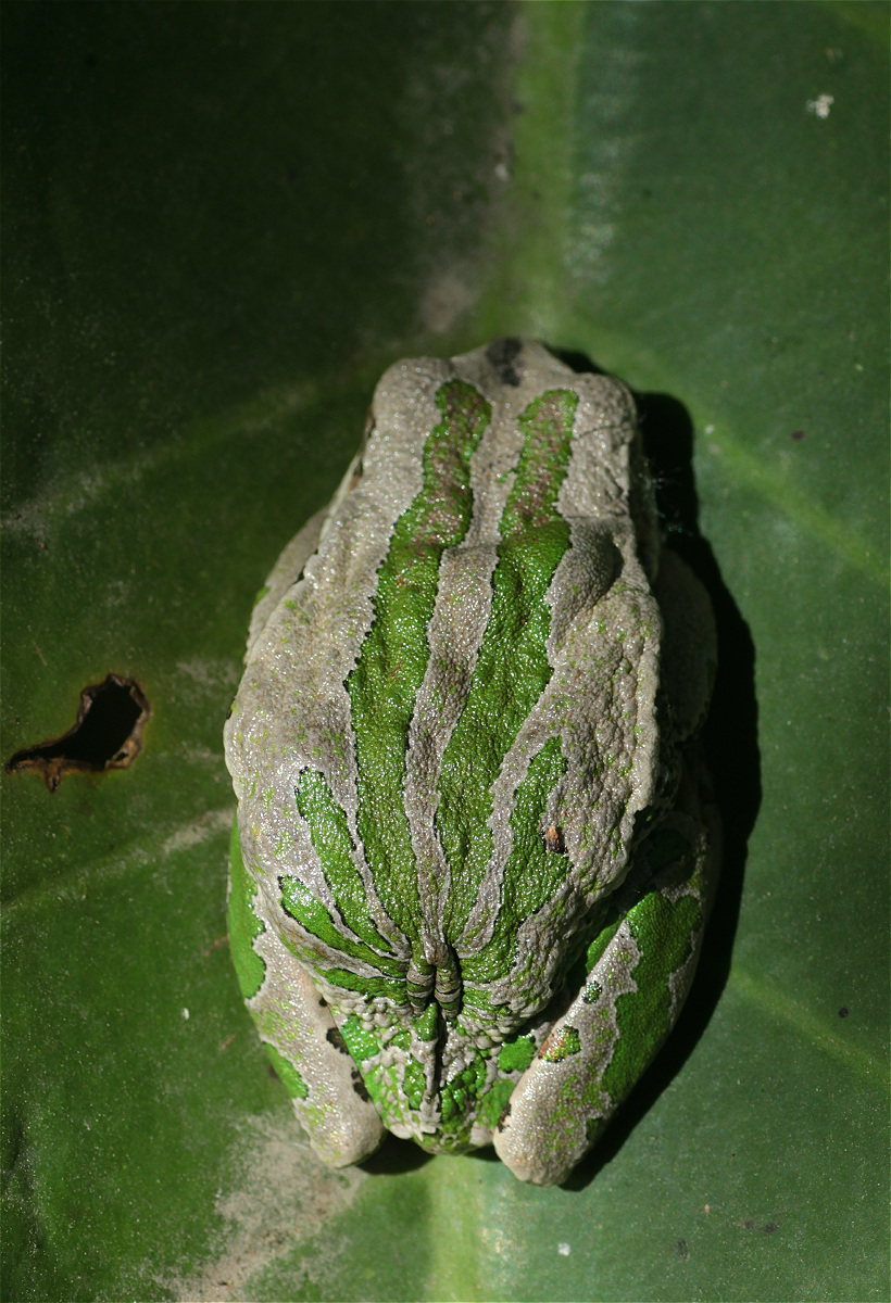 Gastrotheca03makro.jpg