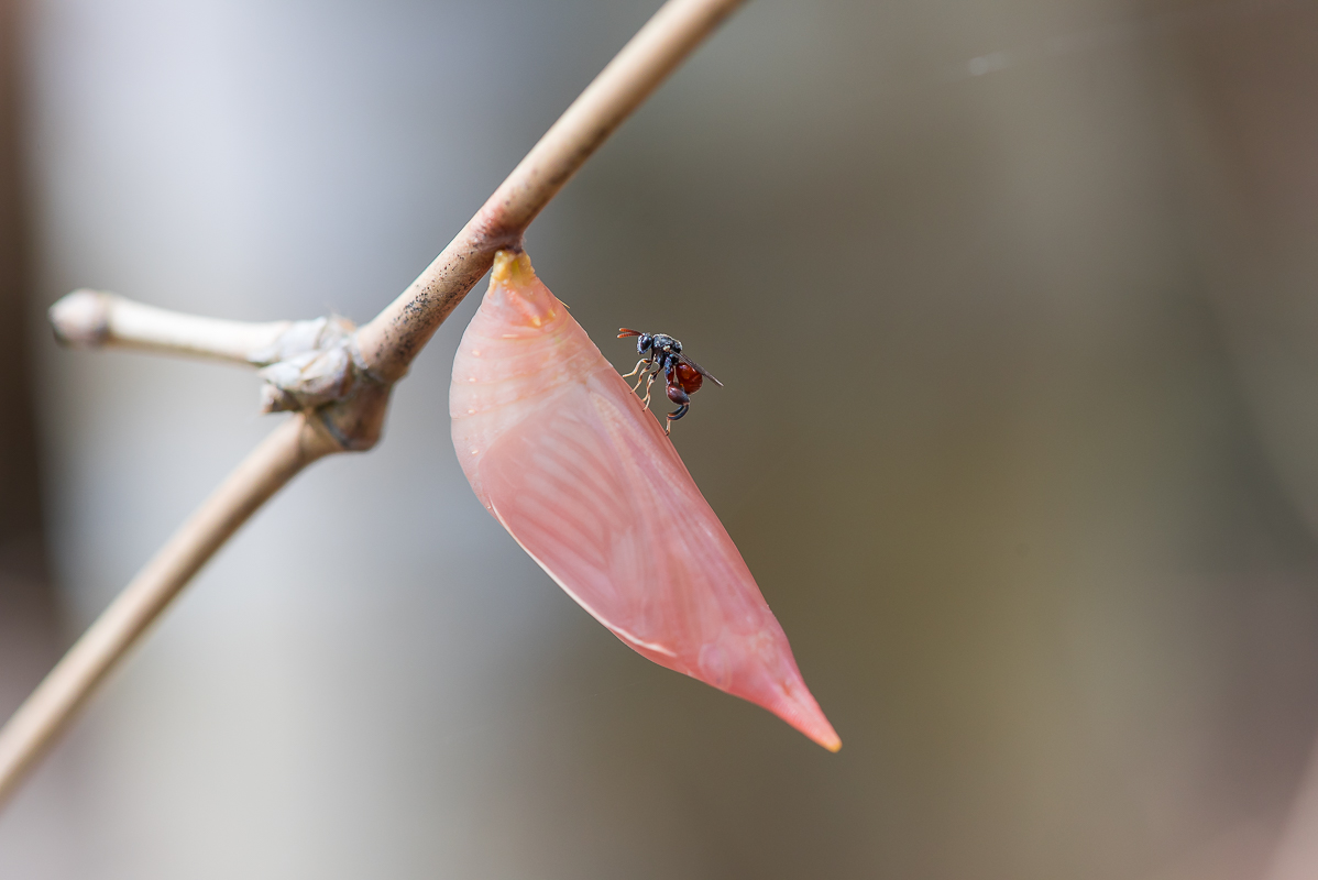 Raupe-3674.jpg