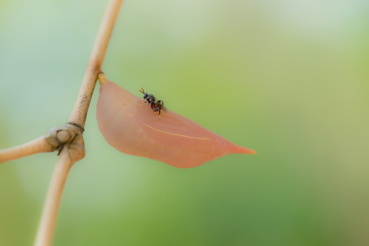 Raupe-3719.jpg
