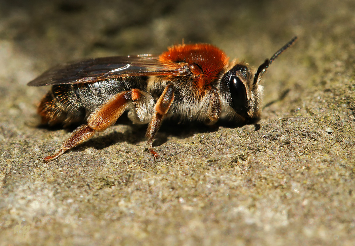 20150421-Andrena haemorrhoa-Crop-IMG_0390.jpg