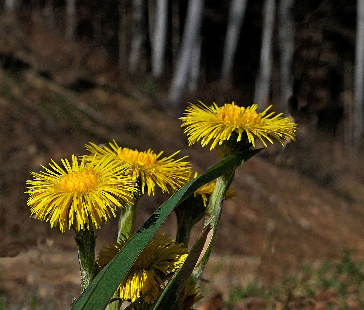 P1000372.jpg