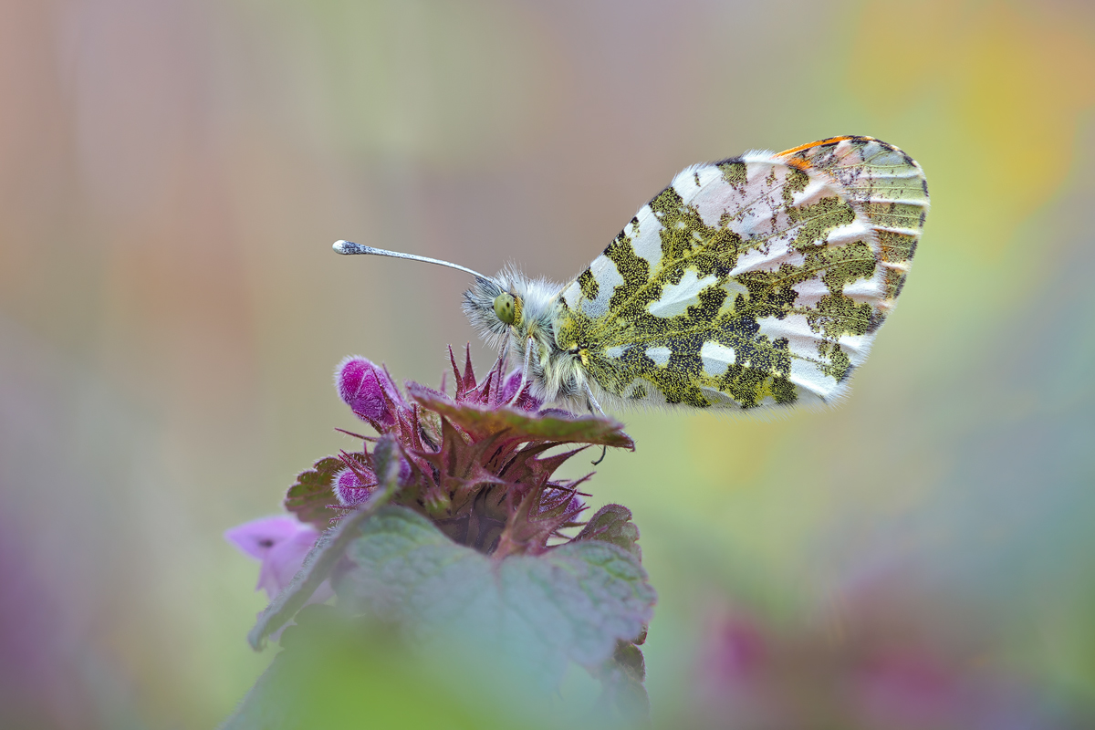 Anthocharis-cardamines2-OOG96957---Kopie.jpg